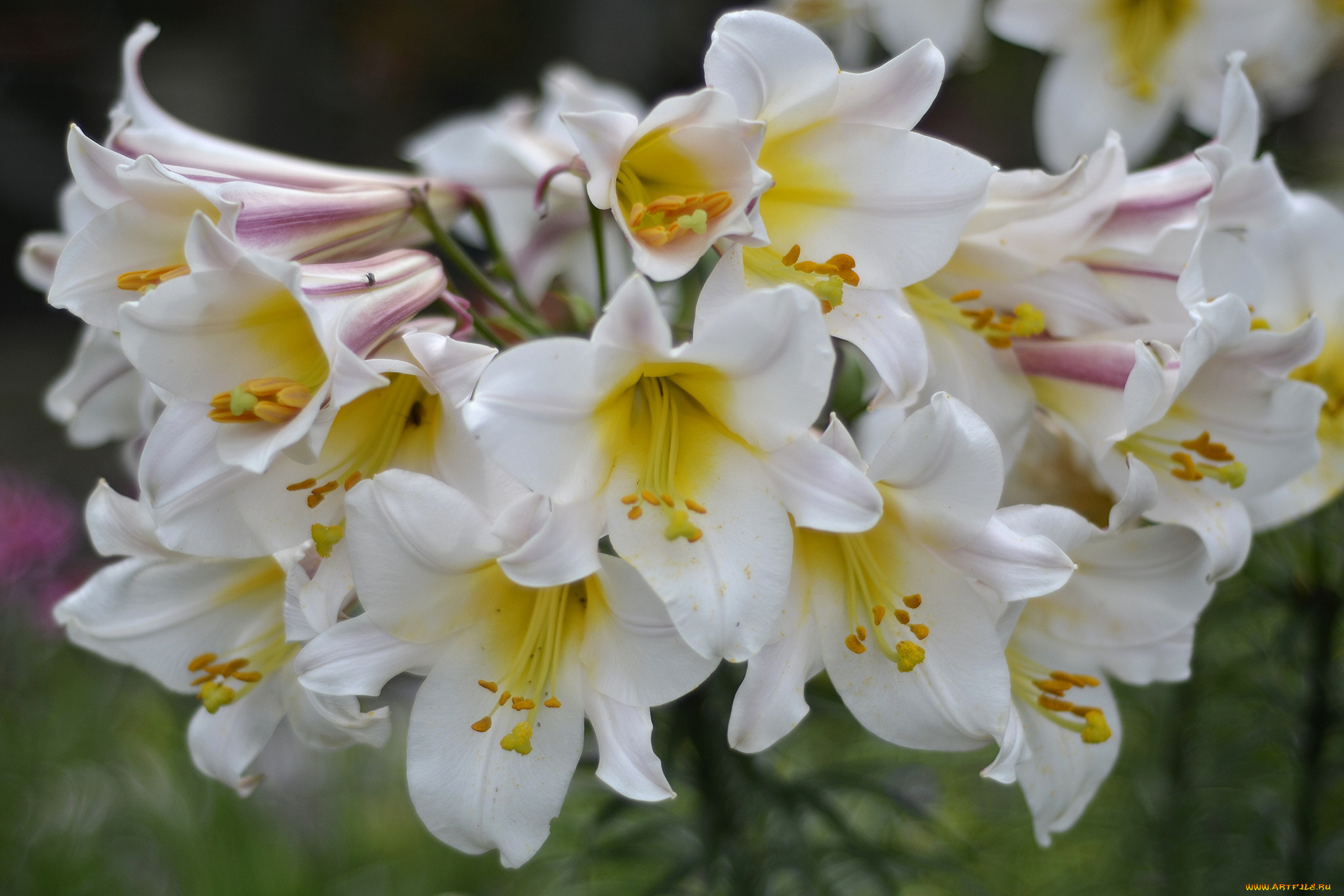 , ,  , bloom, lily, , , petals
